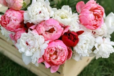 Fleur de Roy