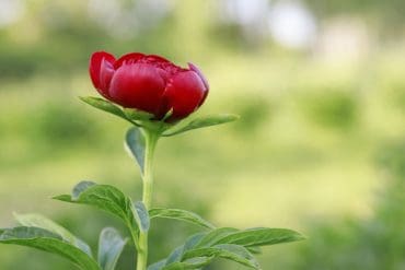 Fleur de Roy
