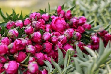 Fleur de Roy