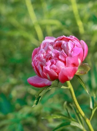 Fleur de Roy