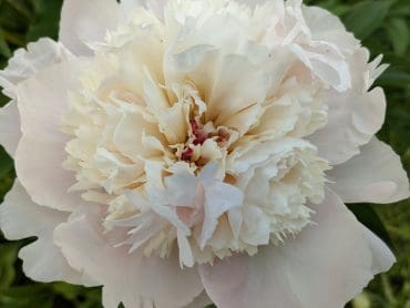 Fleur de Roy