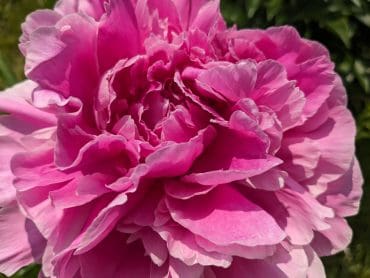 Fleur de Roy