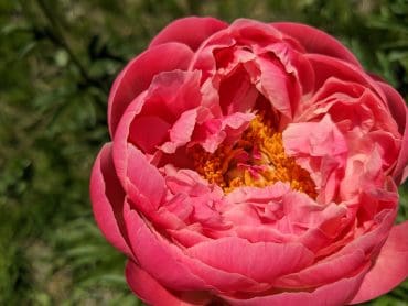 Fleur de Roy