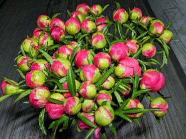 Fleur de Roy