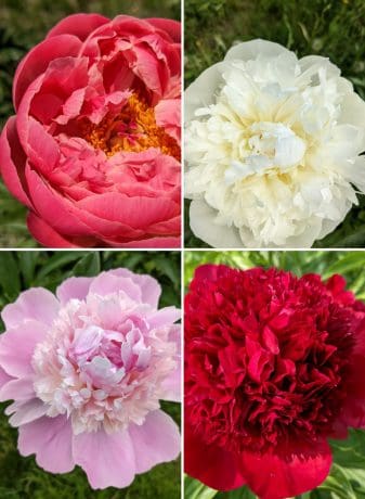 Fleur de Roy