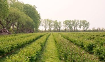 Fleur de Roy